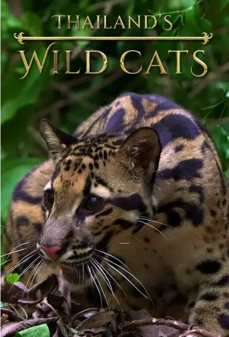 《泰国野生猫科》纪录片幕后大揭秘！导演访谈爆出奇葩拍摄内幕，风太郎乱入吐槽？